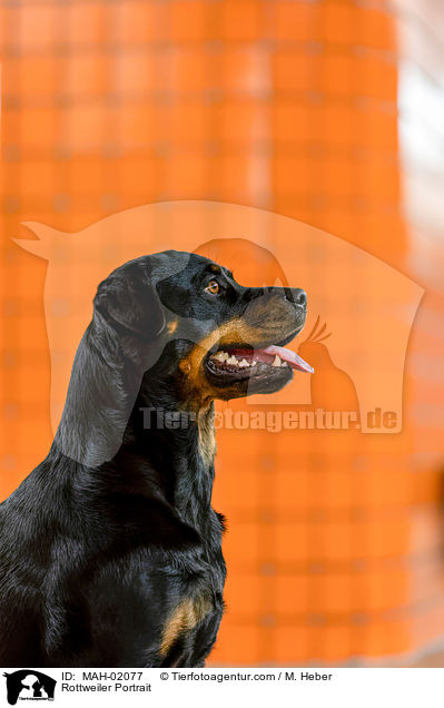 Rottweiler Portrait / MAH-02077