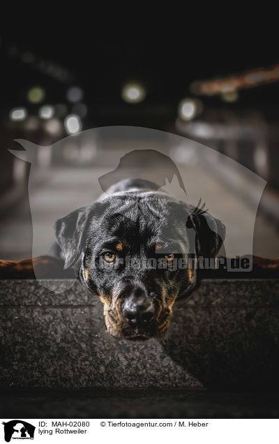 lying Rottweiler / MAH-02080