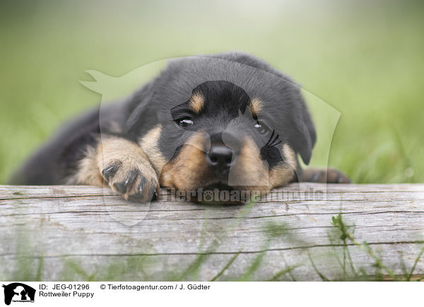 Rottweiler Puppy / JEG-01296