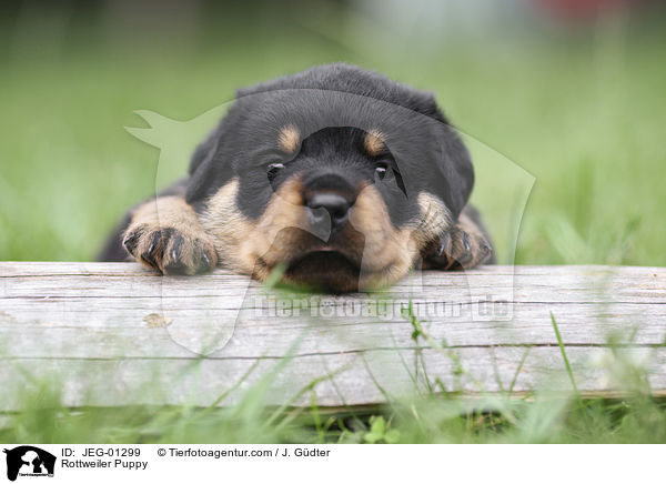 Rottweiler Puppy / JEG-01299