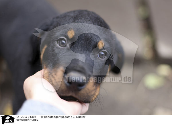 Rottweiler Puppy / JEG-01301