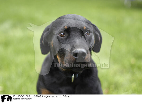 Rottweiler Puppy / JEG-01302
