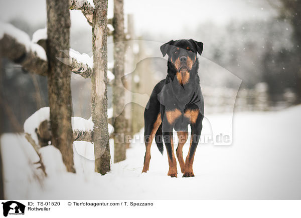 Rottweiler / TS-01520