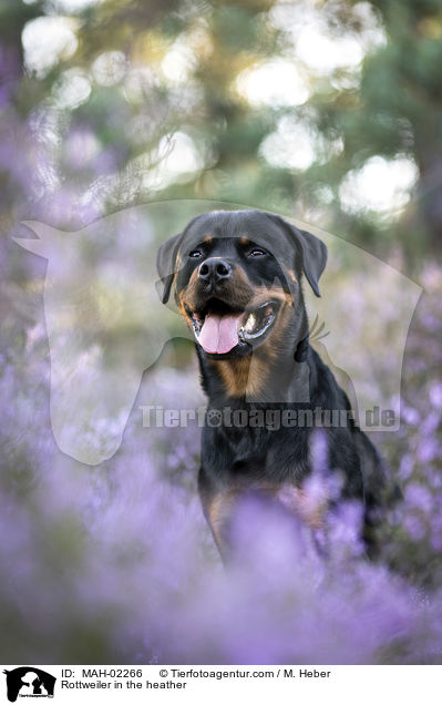 Rottweiler in the heather / MAH-02266