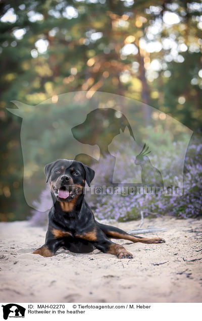 Rottweiler Rde in der Heide / Rottweiler in the heather / MAH-02270