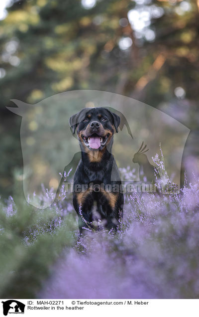 Rottweiler in the heather / MAH-02271