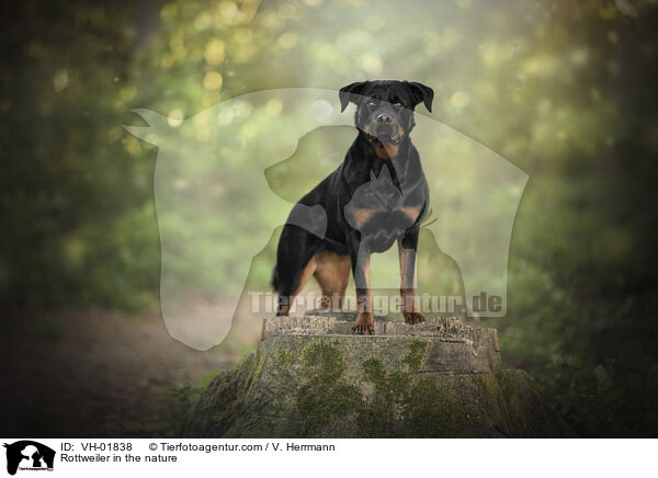 Rottweiler in der Natur / Rottweiler in the nature / VH-01838