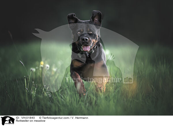Rottweiler on meadow / VH-01840