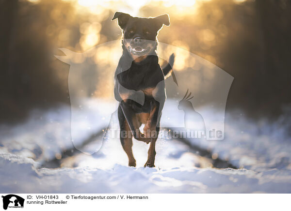 running Rottweiler / VH-01843