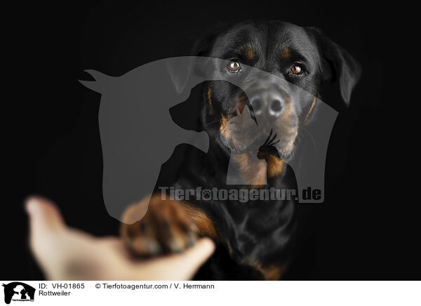 Rottweiler / Rottweiler / VH-01865