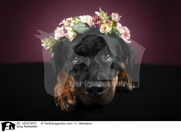 liegender Rottweiler / lying Rottweiler / VH-01875