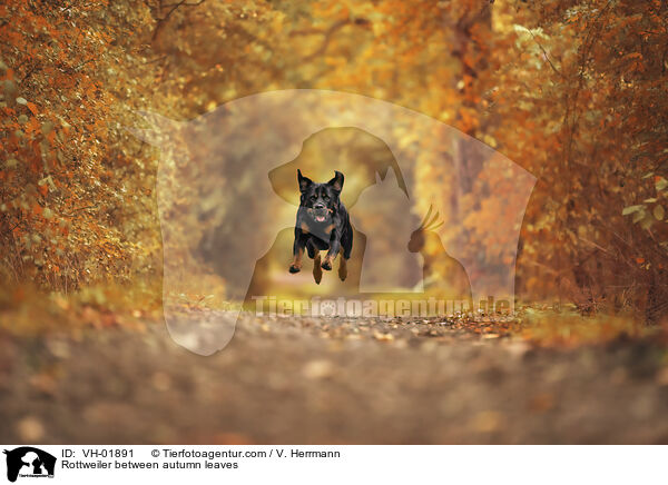 Rottweiler im Herbstlaub / Rottweiler between autumn leaves / VH-01891