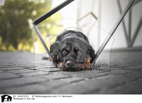 Rottweiler in der Stadt / Rottweiler in the city / VH-01913