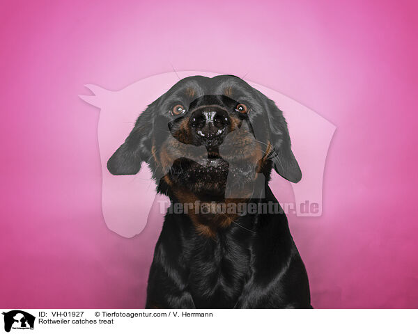 Rottweiler fngt Leckerli / Rottweiler catches treat / VH-01927