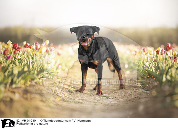 Rottweiler in der Natur / Rottweiler in the nature / VH-01930