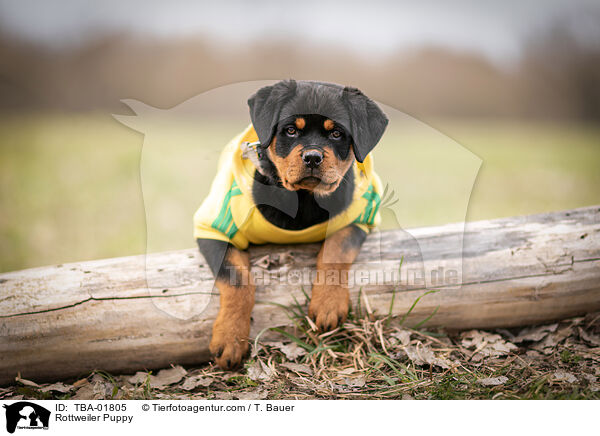 Rottweiler Welpe / Rottweiler Puppy / TBA-01805