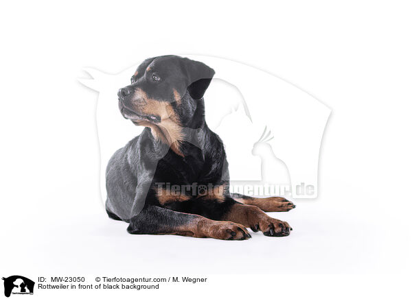 Rottweiler vor weiem Hintergrund / Rottweiler in front of black background / MW-23050