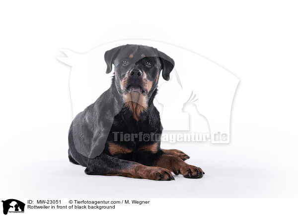 Rottweiler vor weiem Hintergrund / Rottweiler in front of black background / MW-23051