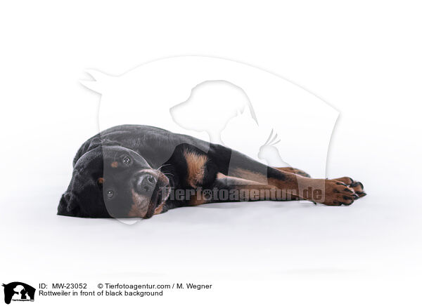 Rottweiler vor weiem Hintergrund / Rottweiler in front of black background / MW-23052