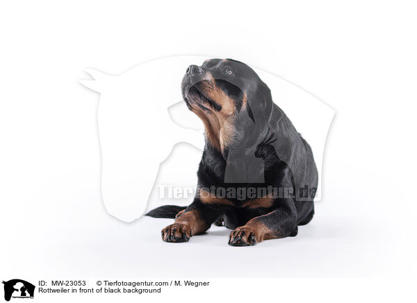 Rottweiler vor weiem Hintergrund / Rottweiler in front of black background / MW-23053