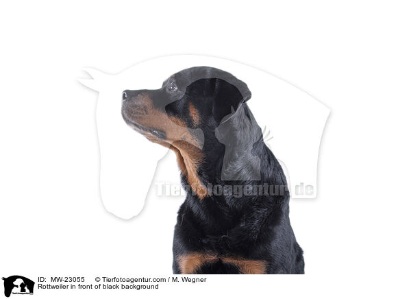 Rottweiler vor weiem Hintergrund / Rottweiler in front of black background / MW-23055