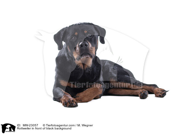 Rottweiler vor weiem Hintergrund / Rottweiler in front of black background / MW-23057