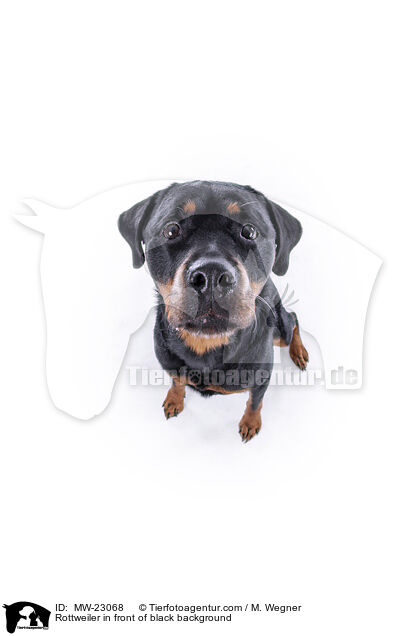 Rottweiler vor weiem Hintergrund / Rottweiler in front of black background / MW-23068