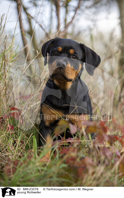 young Rottweiler / MW-23078
