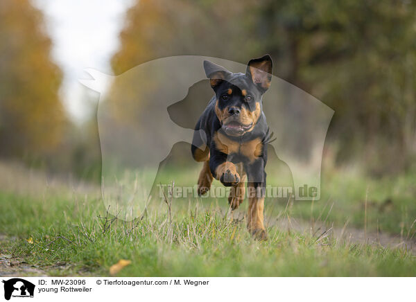 junger Rottweiler / young Rottweiler / MW-23096