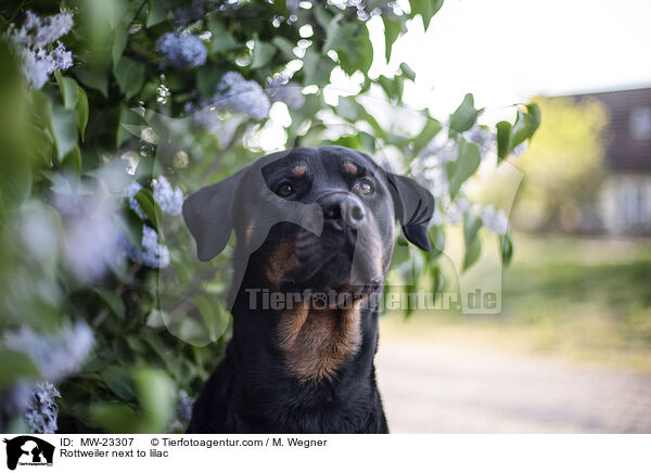 Rottweiler neben Flieder / Rottweiler next to lilac / MW-23307