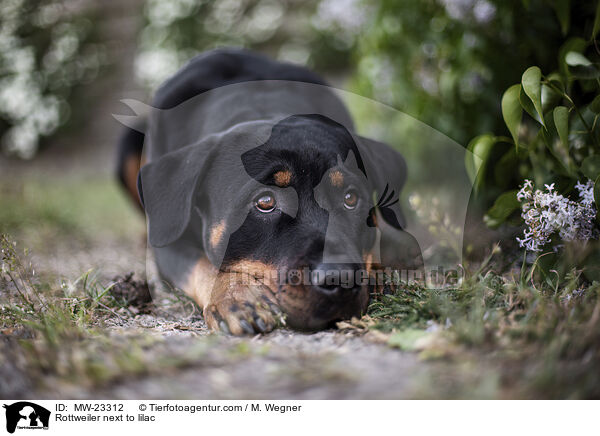 Rottweiler neben Flieder / Rottweiler next to lilac / MW-23312