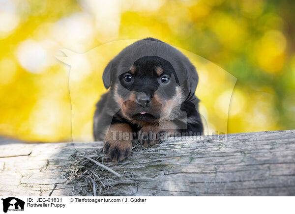 Rottweiler Welpe / Rottweiler Puppy / JEG-01631