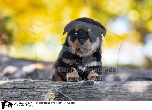 Rottweiler Welpe / Rottweiler Puppy / JEG-01677