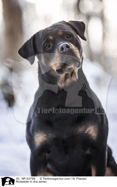Rottweiler im Winter / Rottweiler in the winter / NP-02798