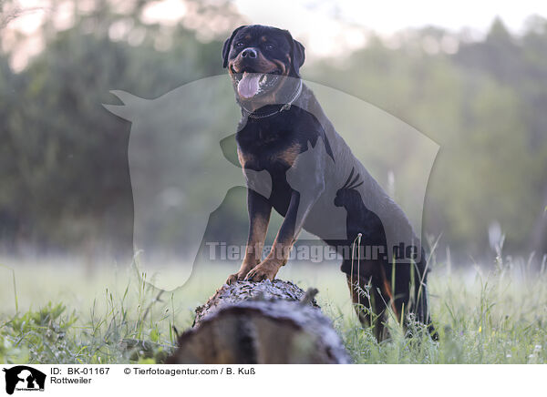 Rottweiler / Rottweiler / BK-01167