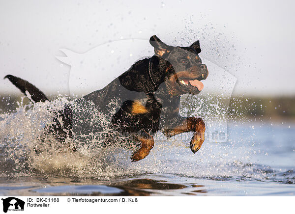 Rottweiler / Rottweiler / BK-01168