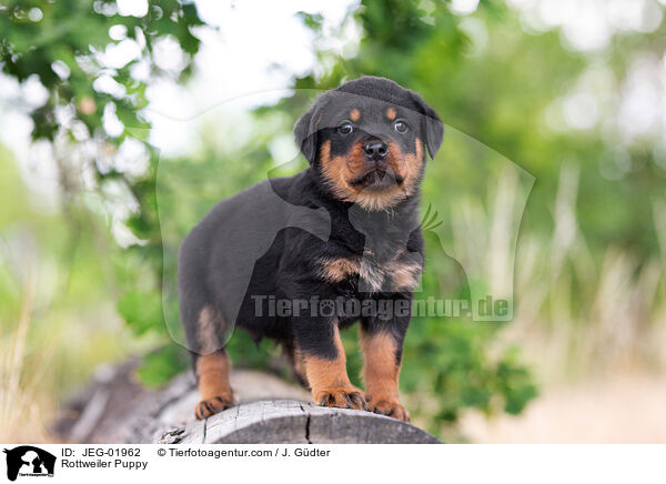 Rottweiler Welpe / Rottweiler Puppy / JEG-01962