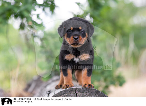 Rottweiler Welpe / Rottweiler Puppy / JEG-01968