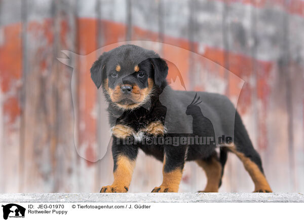 Rottweiler Welpe / Rottweiler Puppy / JEG-01970