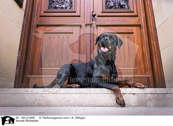 Rottweiler Hndin / female Rottweiler / AE-01906