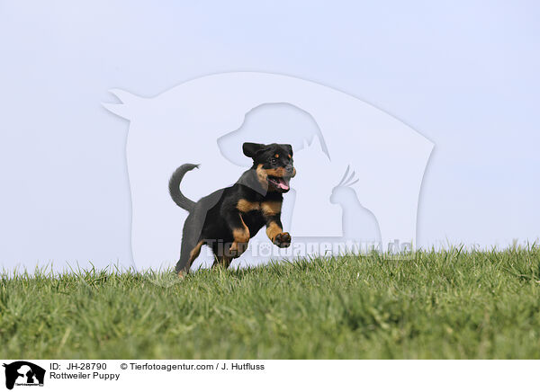 Rottweiler Welpe / Rottweiler Puppy / JH-28790