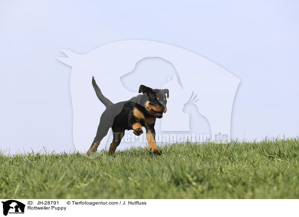 Rottweiler Welpe / Rottweiler Puppy / JH-28791