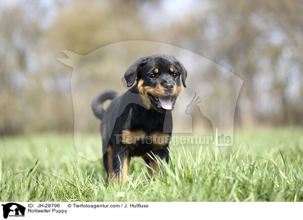 Rottweiler Welpe / Rottweiler Puppy / JH-28796