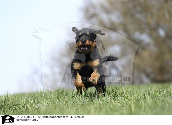 Rottweiler Welpe / Rottweiler Puppy / JH-28804