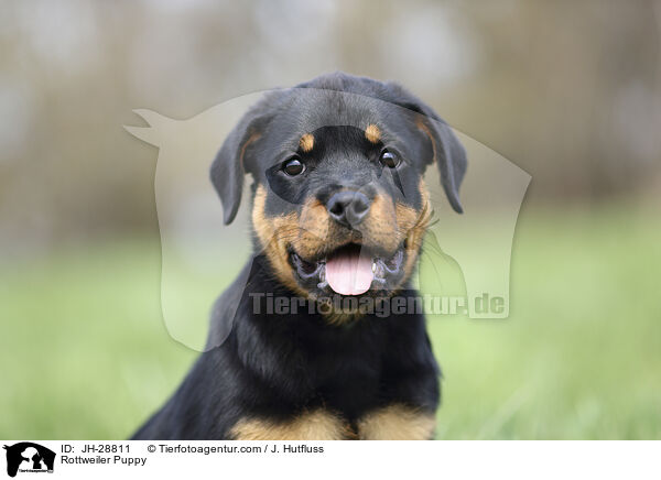 Rottweiler Welpe / Rottweiler Puppy / JH-28811