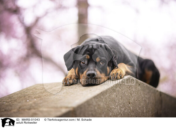 ausgewachsener Rottweiler / adult Rottweiler / MARS-01043