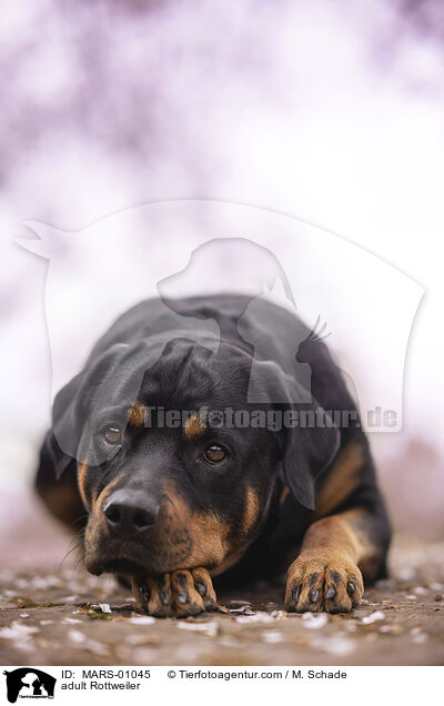 ausgewachsener Rottweiler / adult Rottweiler / MARS-01045