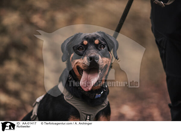 Rottweiler / Rottweiler / AA-01417