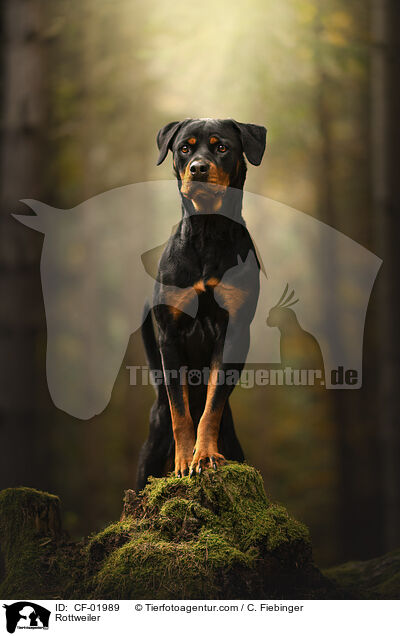 Rottweiler / Rottweiler / CF-01989