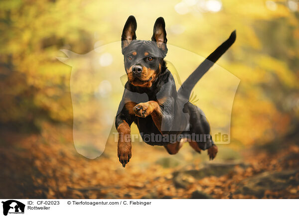 Rottweiler / Rottweiler / CF-02023